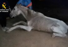 Die Guardia Civil verhaftet eine Person wegen Tierquälerei auf Gran Canaria