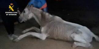 Die Guardia Civil verhaftet eine Person wegen Tierquälerei auf Gran Canaria