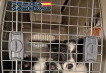 Die Nationalpolizei verhaftet acht Personen und rettet mehr als 100 Welpen in Madrid und Girona
