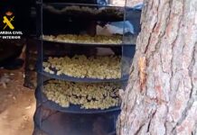 Neun verhaftet weil sie zwei Hektar eines Naturgebiets in Málaga abgeholzt haben, um Marihuana anzubauen