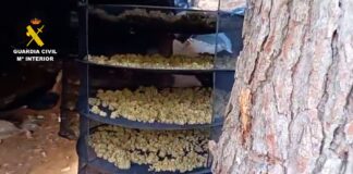 Neun verhaftet weil sie zwei Hektar eines Naturgebiets in Málaga abgeholzt haben, um Marihuana anzubauen