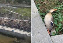 Die Ente der Mascletà in Madrid