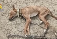 Die Guardia Civil rettet 111 Tiere in Málaga im Kampf gegen Misshandlung und Aussetzung