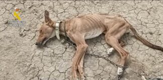 Die Guardia Civil rettet 111 Tiere in Málaga im Kampf gegen Misshandlung und Aussetzung