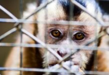 Ein Affe der 35 Jahre lang in einer Wohnung in Barcelona eingesperrt war wurde gerettet