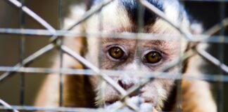 Ein Affe der 35 Jahre lang in einer Wohnung in Barcelona eingesperrt war wurde gerettet