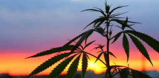 Express-Marihuana doppelt so giftig und schnell wachsend