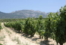 Rioja_Reben_Copyright Jörg Philipp www.todovino.de