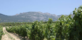 Rioja_Reben_Copyright Jörg Philipp www.todovino.de