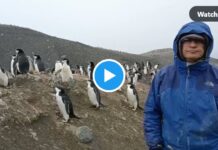 Spanien gibt 242.000 Euro aus um die Persönlichkeit von Pinguinen in der Antarktis zu untersuchen