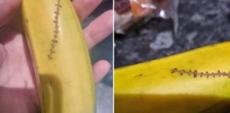 Die Frankenstein-Banane der Kanarischen Inseln von der alle reden