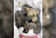 Die Guardia Civil rettet 8 Welpen die in Murcia ausgesetzt werden sollten