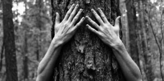 Die Spanische Linke trauert um ihren Bruder den Baum