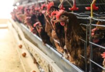 600.000 Hühner sterben bei einen Brand in einer Geflügelfarm von Rujamar in San Lorenzo de la Parrilla