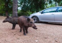 Barcelona kämpft gegen eine Wildschweinplage