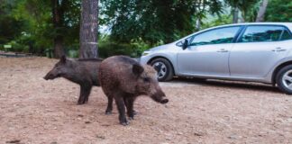 Barcelona kämpft gegen eine Wildschweinplage