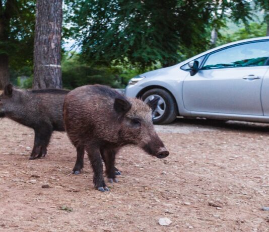 Barcelona kämpft gegen eine Wildschweinplage