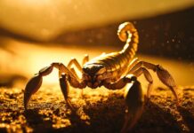Die Skorpionsaison beginnt in Spanien Was tun bei einem Stich