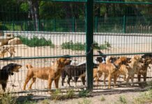 Die Xunta de Galicia wird bis zu 150 Euro für die Adoption von Haustieren aus Tierheimen bereitstellen