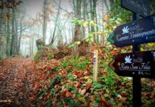 Magische und therapeutische Enklave Dies ist der Wald des Jahres in Spanien