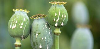 Opium Wie Spanien zur Weltmacht und Mekka für Drogenvampire wurdeOpium Wie Spanien zur Weltmacht und Mekka für Drogenvampire wurde