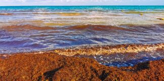 Sargassum Geheimnisvolle Algen die die Strände der Kanarischen Inseln überschwemmen