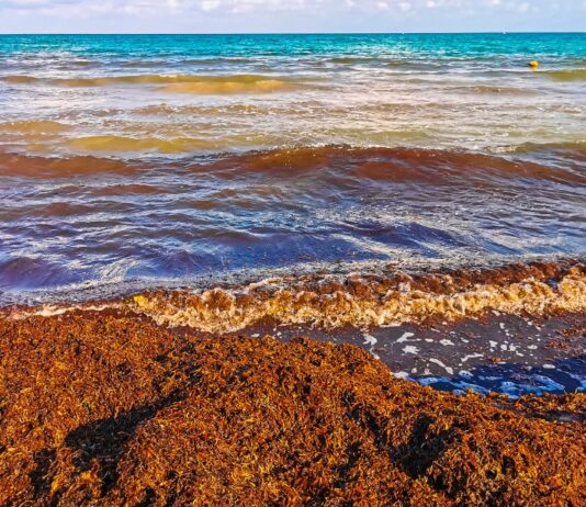 Sargassum Geheimnisvolle Algen die die Strände der Kanarischen Inseln überschwemmen