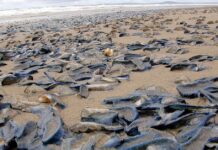 Warnung vor der Invasion der blauen Segelquallen im Mittelmeer