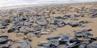 Warnung vor der Invasion der blauen Segelquallen im Mittelmeer