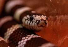 Alles was Sie wissen müssen wenn Sie eine Kalifornische Königsnatter in Las Palmas de Gran Canaria finden