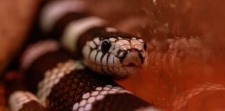 Alles was Sie wissen müssen wenn Sie eine Kalifornische Königsnatter in Las Palmas de Gran Canaria finden