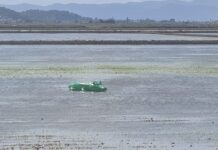 Die Albufera in Valencia füllt sich mit Krokodilen