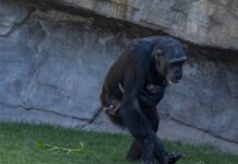 Die Trauer einer Schimpansenmutter im Bioparc von Valencia die seit Monaten ihr totes Baby herumträgt