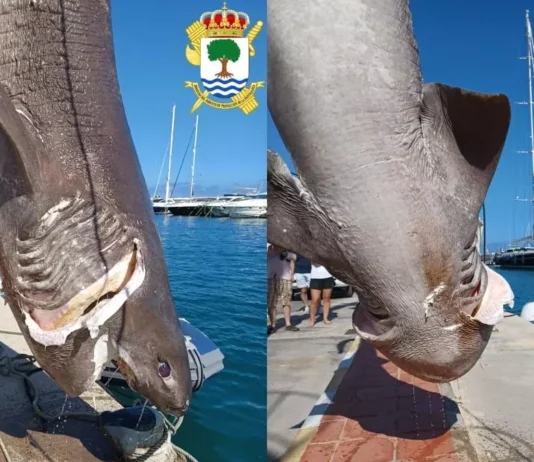 Ein Cañabota ein riesiger Hai von fast 5 Metern wurde in den Gewässern von Altea gefunden