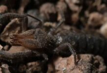 Kamelspinnen Die Entdeckung einer neuen Spinnentierart in Spanien markiert einen neuen Meilenstein