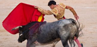 Spaniens Kulturministerium beschließt den Nationalen Stierkampfpreis für den Tierschutz abzusagen