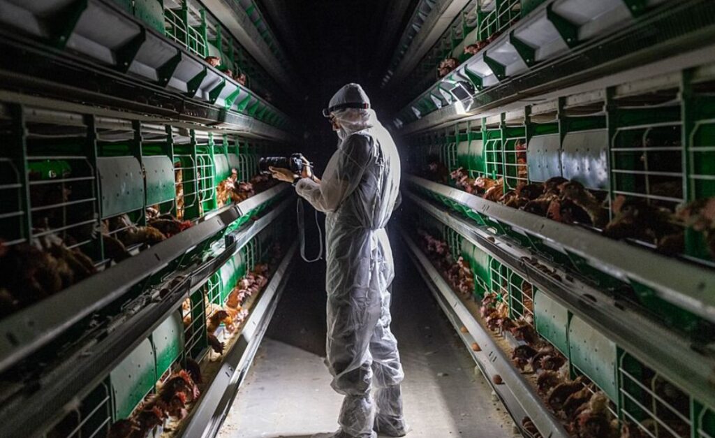 Tierschutz Observatorium We Animals Media