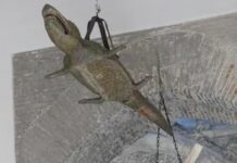 Warum in der Kathedrale von Sevilla ein Krokodil aus Ägypten hängt
