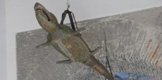 Warum in der Kathedrale von Sevilla ein Krokodil aus Ägypten hängt