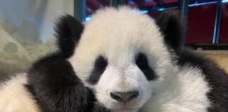 Chu Lin die Geschichte des Pandas der zum Star des Madrider Zoos wurde