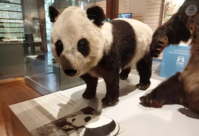 Chu Lin: die Geschichte des Pandas der zum Star des Madrider Zoos wurde 1 ChuLin Panda