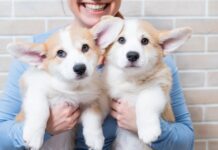 Das Geschäft mit dem Klonen von Haustieren kommt nach Spanien Hunde für 55.000 Euro und Katzen für 50.000 Euro