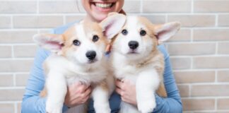 Das Geschäft mit dem Klonen von Haustieren kommt nach Spanien Hunde für 55.000 Euro und Katzen für 50.000 Euro