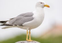 Der weiterer Ausbruch der Vogelgrippe in Galicien