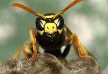 Dies sind die gefährlichsten Insekten des spanischen Sommers