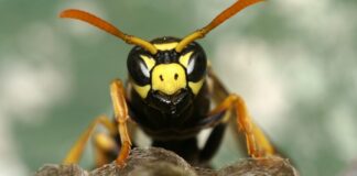 Dies sind die gefährlichsten Insekten des spanischen Sommers