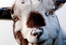 Ein Angestellter des Tierkrankenhauses Complutense in Madrid wurde wegen Vergewaltigung einer Ziege verhaftet