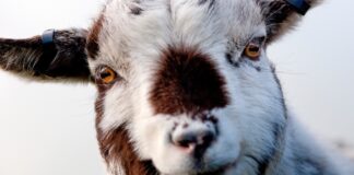 Ein Angestellter des Tierkrankenhauses Complutense in Madrid wurde wegen Vergewaltigung einer Ziege verhaftet