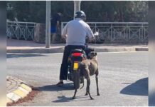 Grausame Misshandlung in Castellón Hund stirbt nachdem er hinter Motorroller hergezogen wird