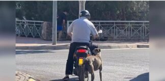 Grausame Misshandlung in Castellón Hund stirbt nachdem er hinter Motorroller hergezogen wird